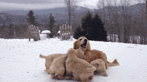 0ce3bc92-c47b-4c97-b7ba-52af00bd4ffa.gif