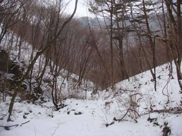 고로쇠수액자작나무수액팝니다강원도 청정에서채취했습니다 (중고장터 - 장터자유게시판)