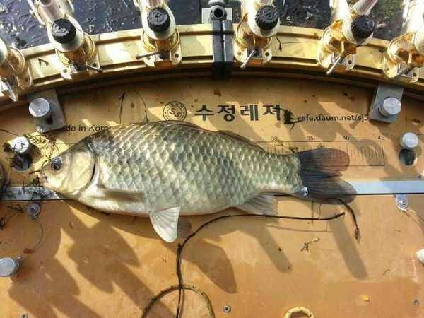 수정파라다이스 중좌대 직거래만 36만 (중고장터 - 팝니다)