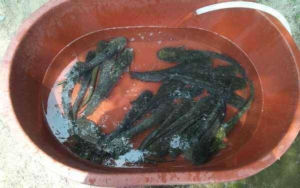자연산장어 전용 채비 판매합니다 (중고장터 - 팝니다)