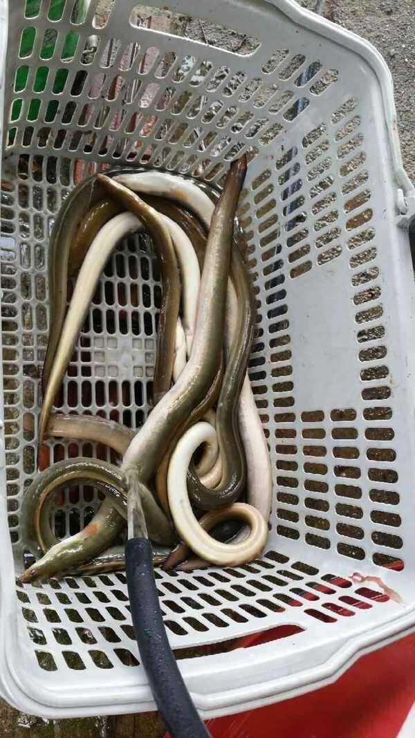 민물장어 메기 원투낚시 채비 판매합니다 (중고장터 - 팝니다)