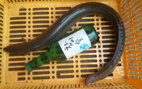 민물장어 메기 원투낚시 채비 판매합니다 (중고장터 - 팝니다)