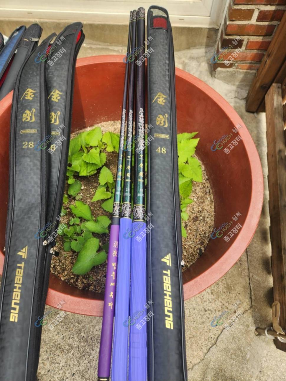 케브라토너먼트골드 코모도300 금강프리미엄 아이테르 (중고장터 - 팝니다)