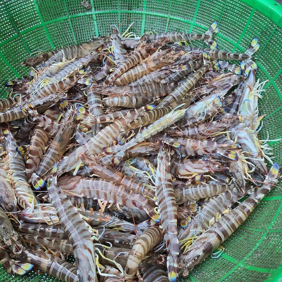 벌교해미수산 (중고장터 - 팝니다)