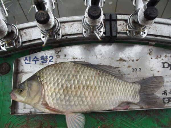 때월척 기념 무료분양 (중고장터 - 교환무료)