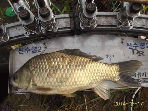 4짜기념 무료분양 (중고장터 - 교환무료)