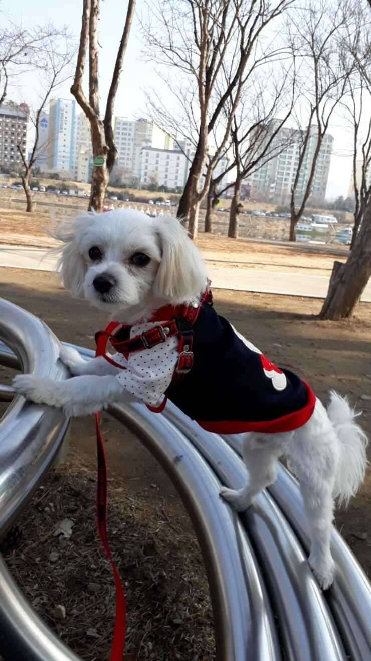 말티즈 (중고장터 - 교환무료)