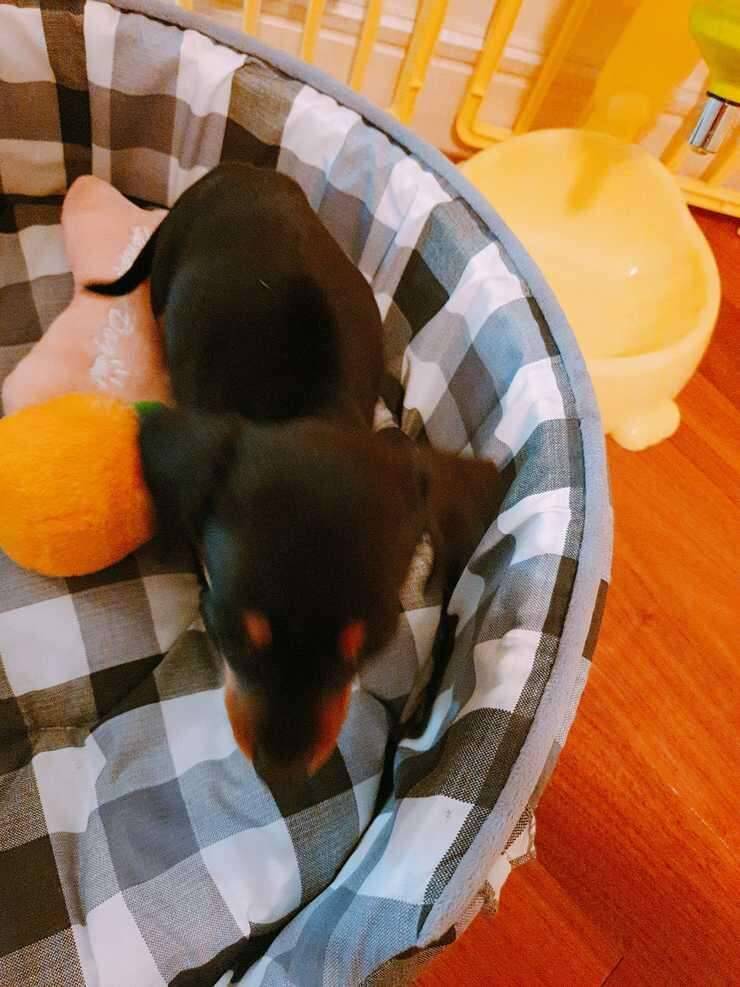 강아지 무료분양 합니다 (중고장터 - 교환무료)