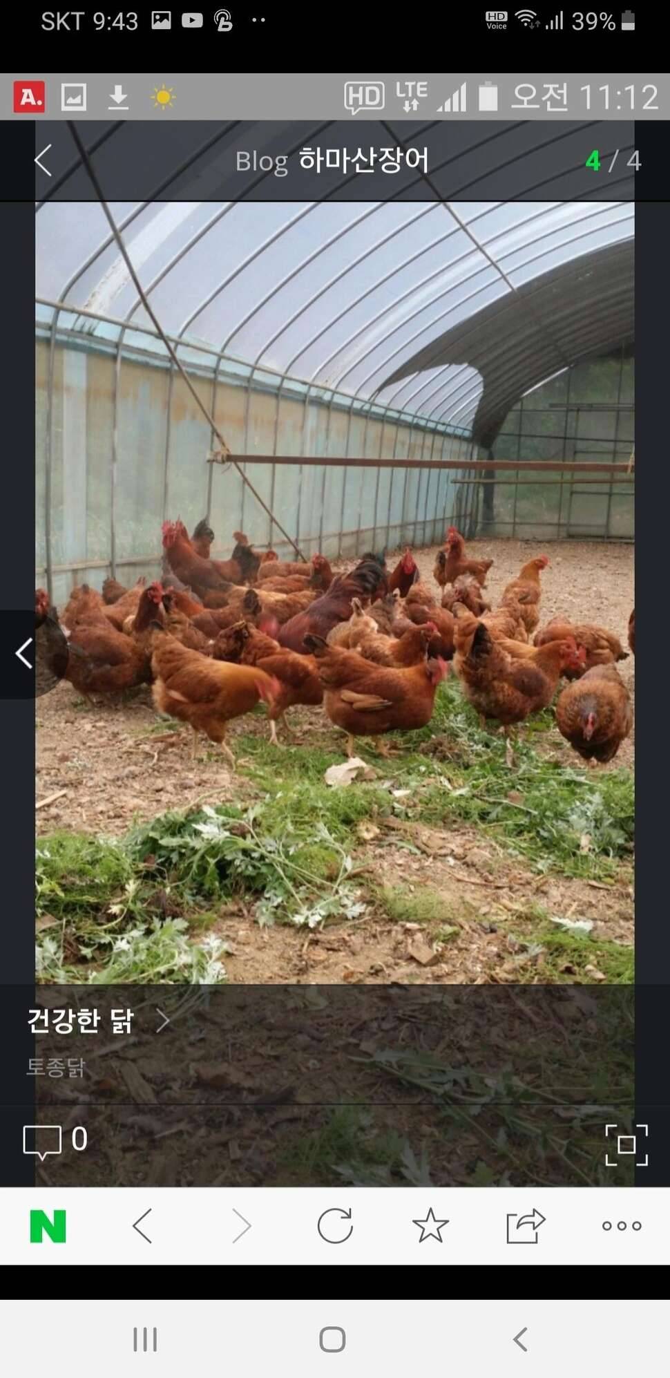 토종닭 무료분양합니다 (중고장터 - 교환무료)