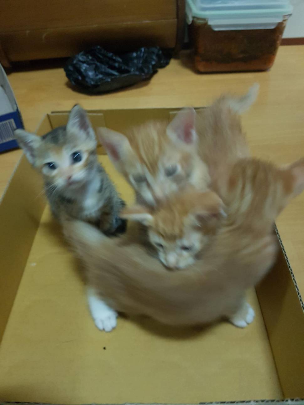 아기냥이 키우실분 계실까요 (중고장터 - 교환무료)