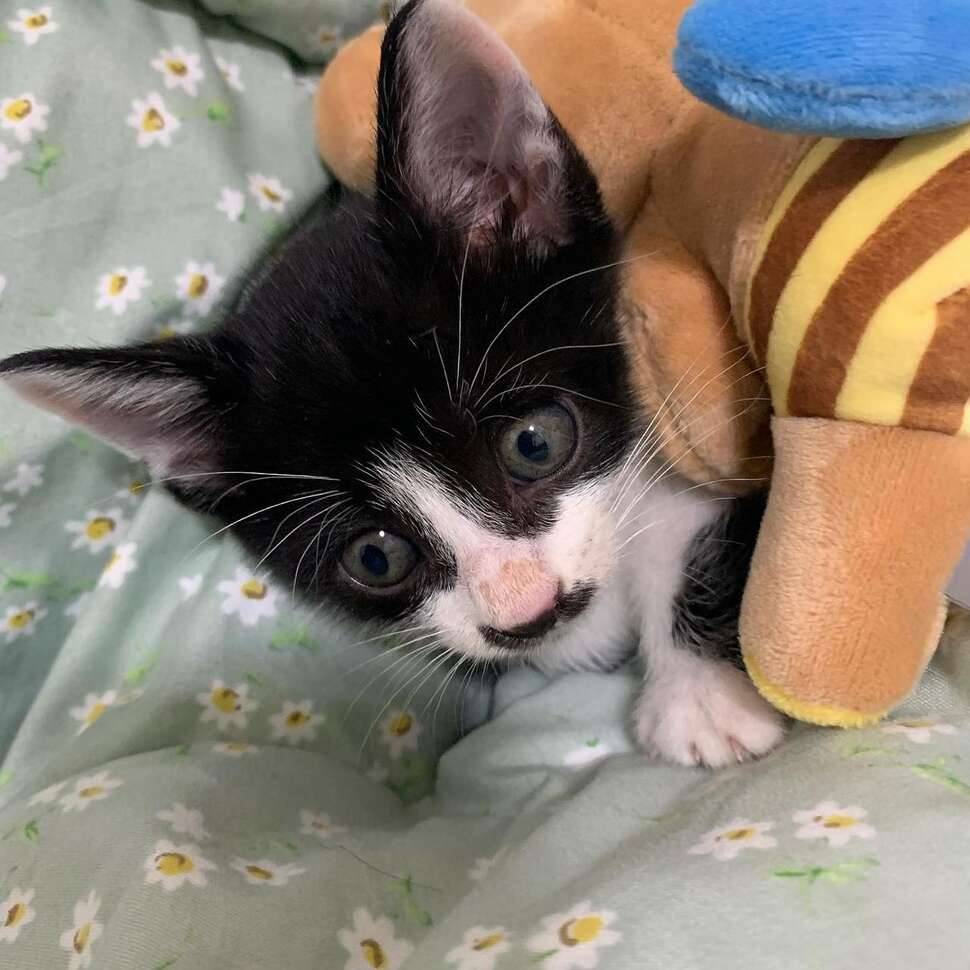 고양이 키우실분 계신가요 (중고장터 - 교환무료)
