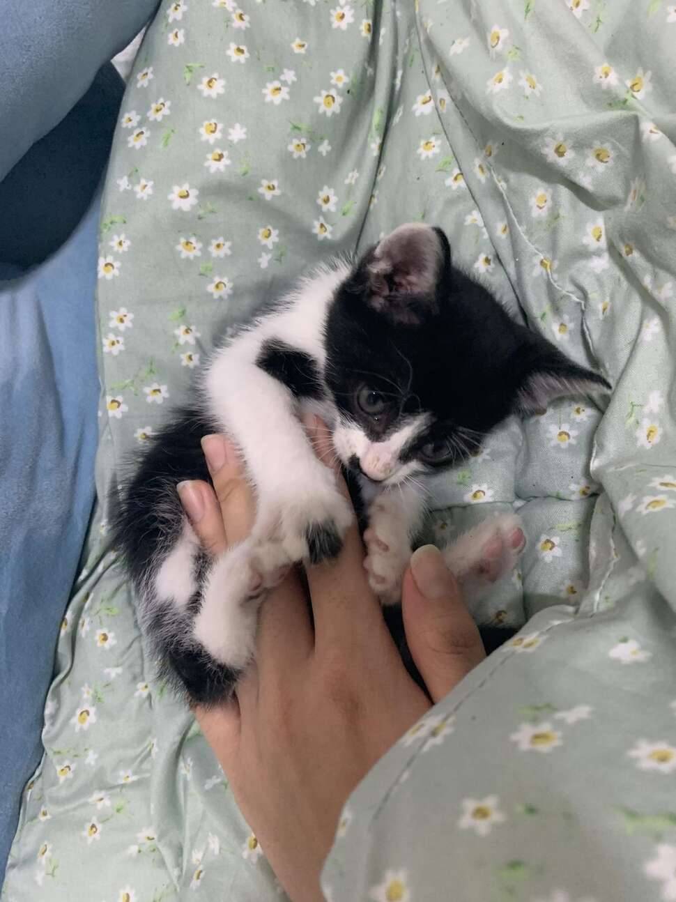 고양이 키우실분 계신가요 (중고장터 - 교환무료)