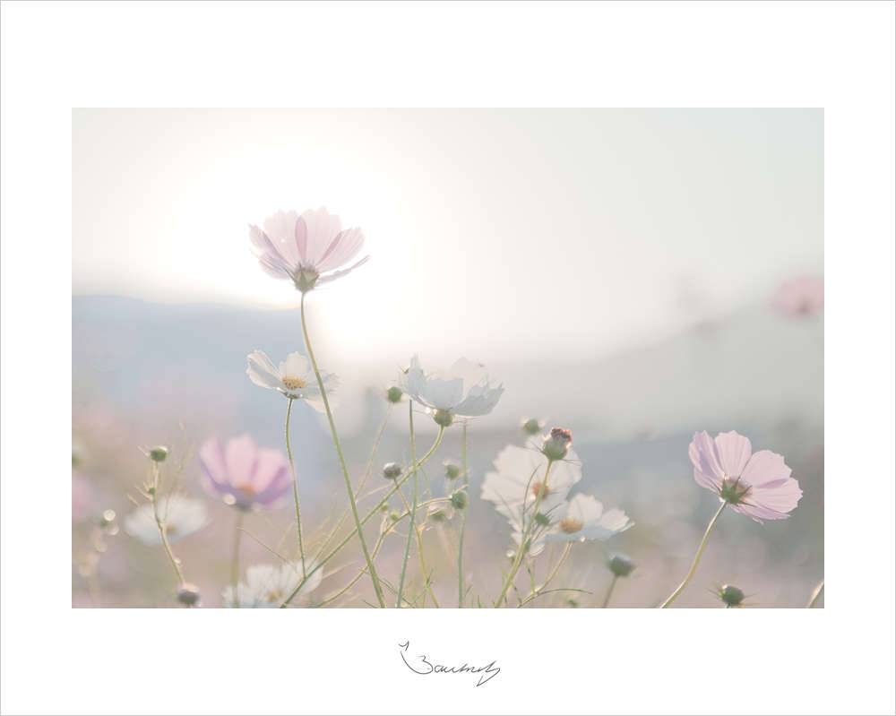 꾼의 감성 (커뮤니티 - 포토갤러리)