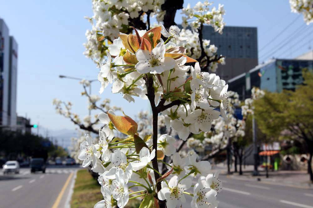 이화梨花가 필 무렵 (커뮤니티 - 포토갤러리)