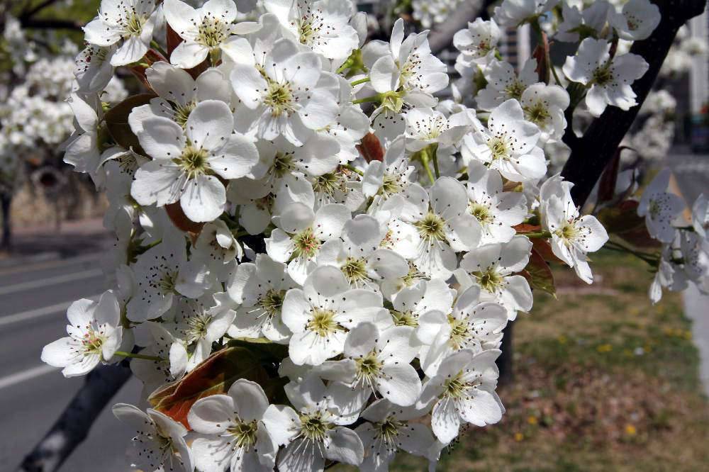 이화梨花가 필 무렵 (커뮤니티 - 포토갤러리)