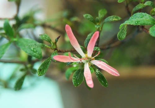 연산홍 (커뮤니티 - 포토갤러리)