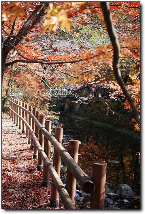 단풍놀이 (커뮤니티 - 포토갤러리)