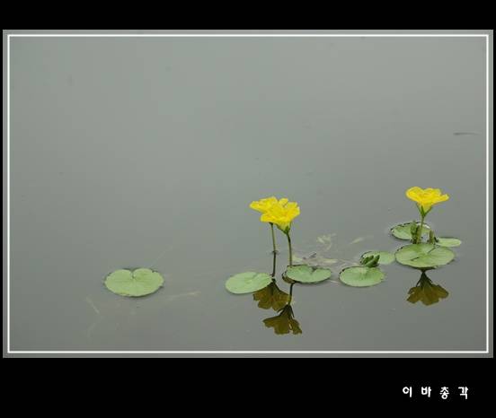 물가 에서 (커뮤니티 - 포토갤러리)