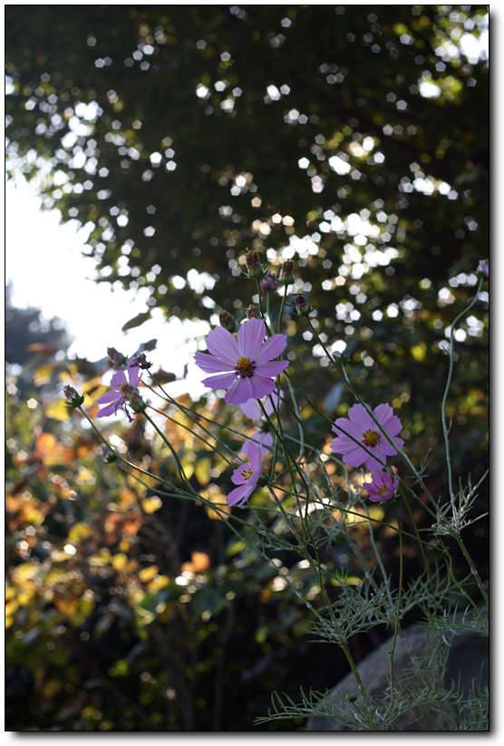 가을 산사에서 (커뮤니티 - 포토갤러리)