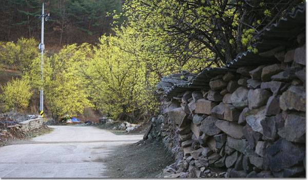 경상북도 의성군 사곡면 화전2리 산수유마을 (커뮤니티 - 포토갤러리)
