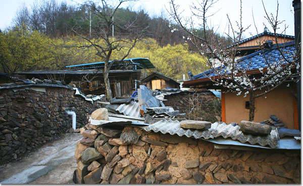 경상북도 의성군 사곡면 화전2리 산수유마을 (커뮤니티 - 포토갤러리)