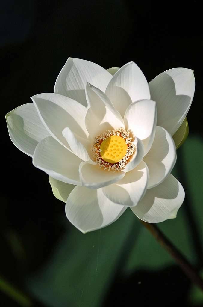 연꽃 아산 신정호에서 (커뮤니티 - 포토갤러리)