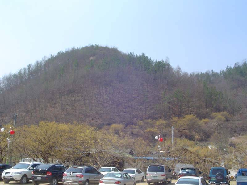 산수유 마을 (커뮤니티 - 포토갤러리)