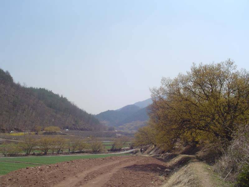 산수유 마을 (커뮤니티 - 포토갤러리)