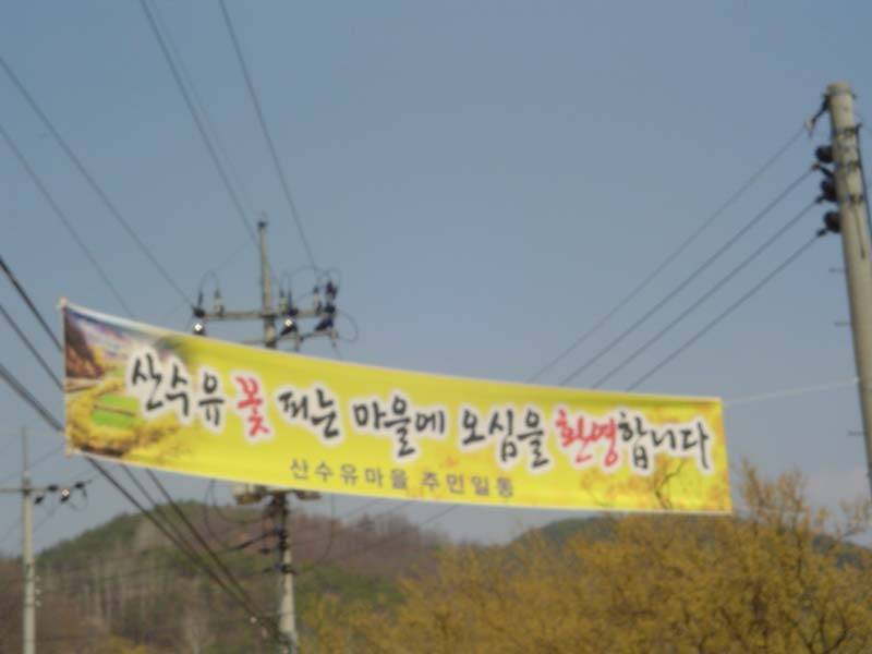 산수유 마을 (커뮤니티 - 포토갤러리)