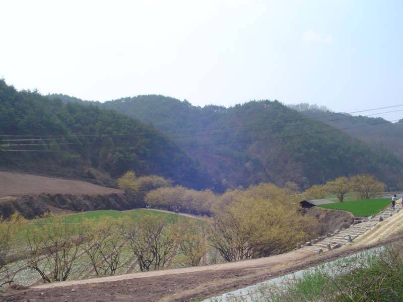 산수유 마을 (커뮤니티 - 포토갤러리)