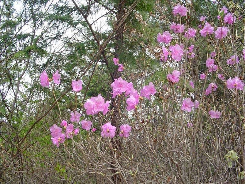 야생화 봄꽃 나물 (커뮤니티 - 포토갤러리)