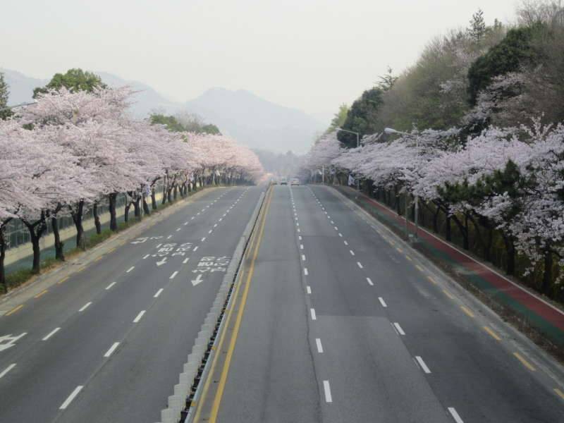 벛꽃길 (커뮤니티 - 포토갤러리)