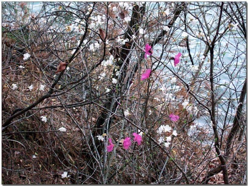 흰진달래 (커뮤니티 - 포토갤러리)