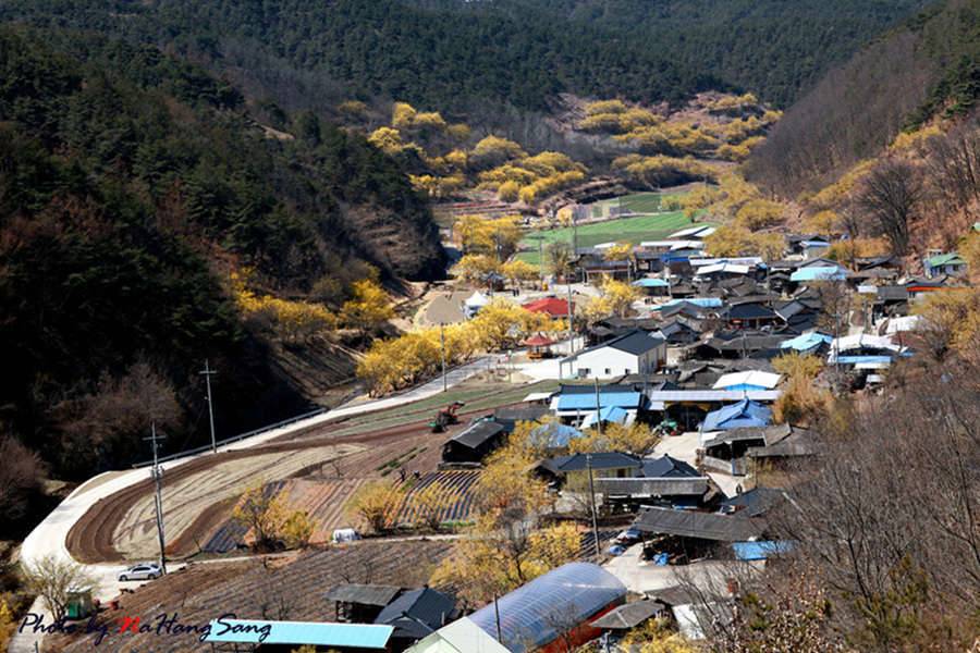 봄이면 미칩니다 (커뮤니티 - 포토갤러리)