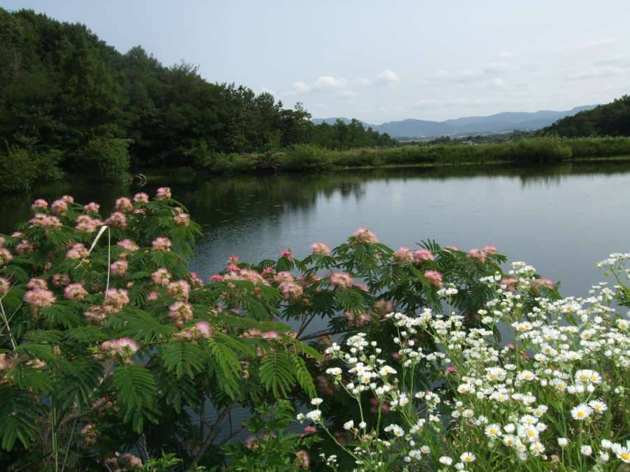 꽃저수지 (커뮤니티 - 포토갤러리)