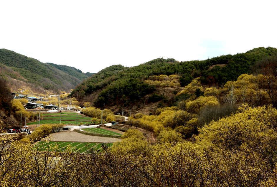의성 산수유 축제에서 (커뮤니티 - 포토갤러리)