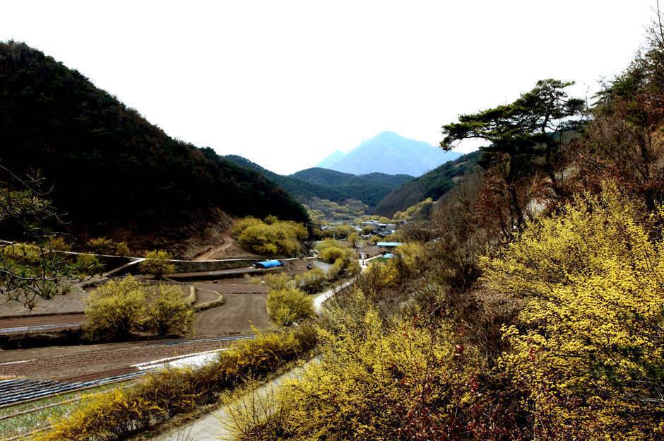 의성 산수유 축제에서 (커뮤니티 - 포토갤러리)