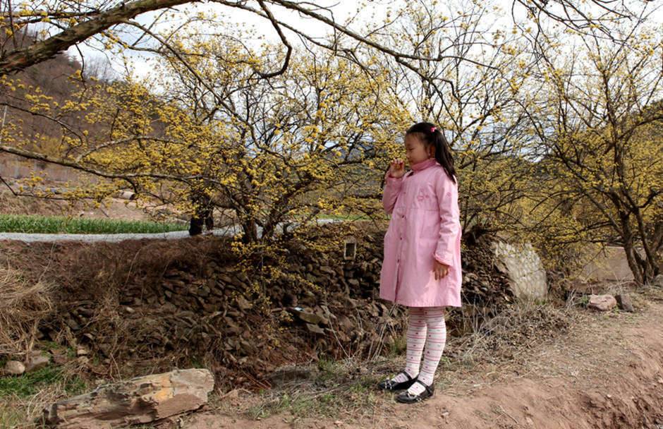 의성 산수유 축제에서 (커뮤니티 - 포토갤러리)