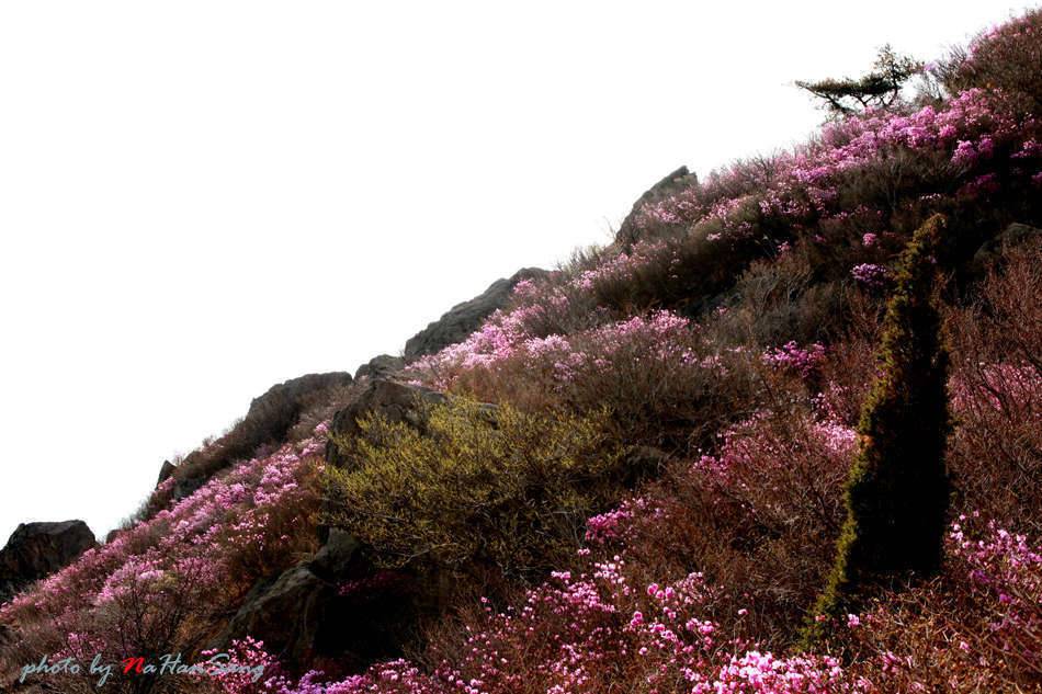 영취산 진달래 (커뮤니티 - 포토갤러리)