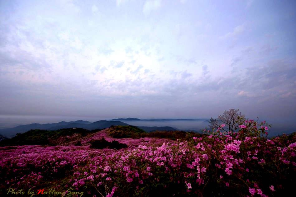 황매산의 봄 (커뮤니티 - 포토갤러리)