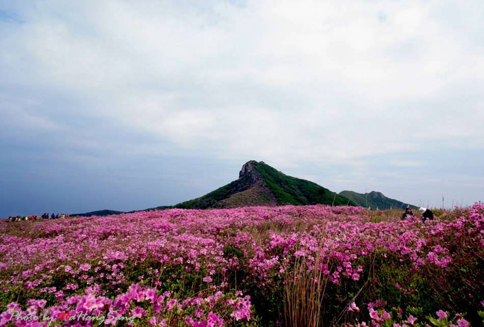 황매산의 봄 (커뮤니티 - 포토갤러리)