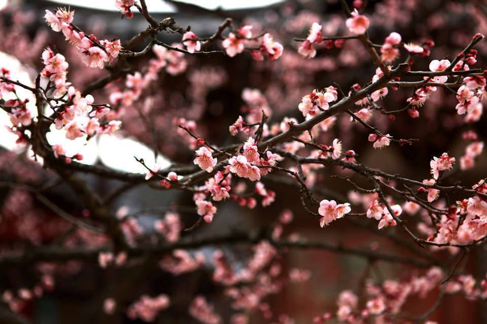 봄의 향기 맡으세요 (커뮤니티 - 포토갤러리)