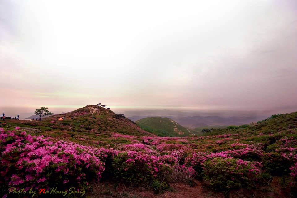 황매산의 봄 (커뮤니티 - 포토갤러리)