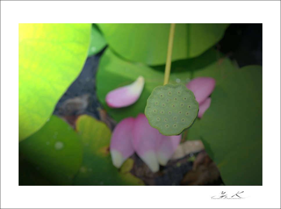 대청호 연꽃마을 (커뮤니티 - 포토갤러리)