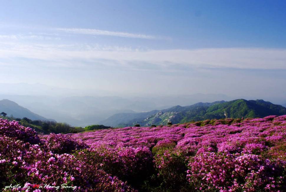 천상의 화원 황매산 (커뮤니티 - 포토갤러리)
