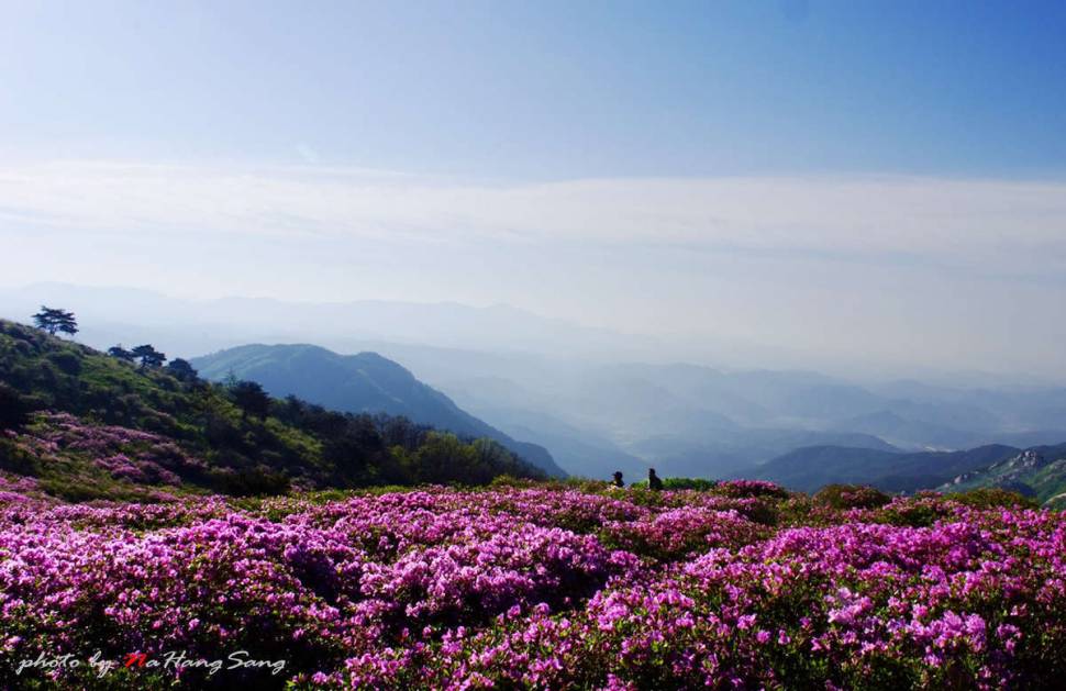 천상의 화원 황매산 (커뮤니티 - 포토갤러리)