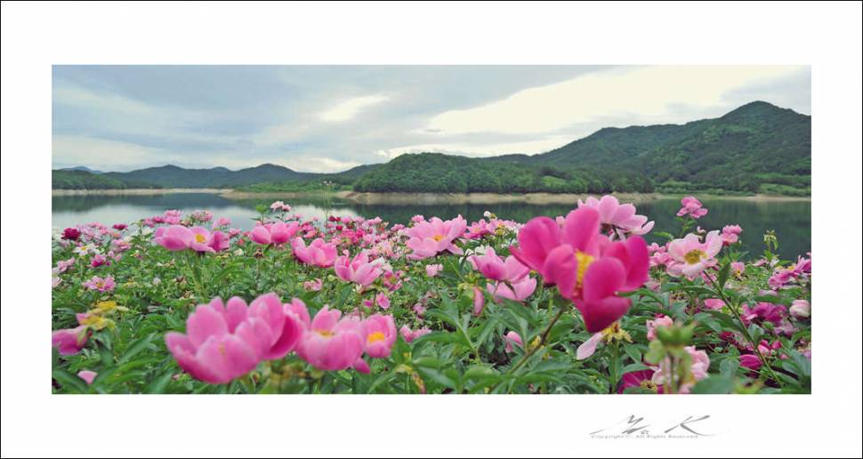 대청호 작약꽃 (커뮤니티 - 포토갤러리)
