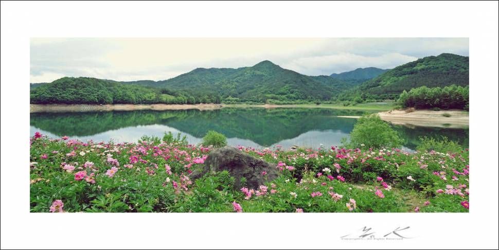 대청호 작약꽃 (커뮤니티 - 포토갤러리)