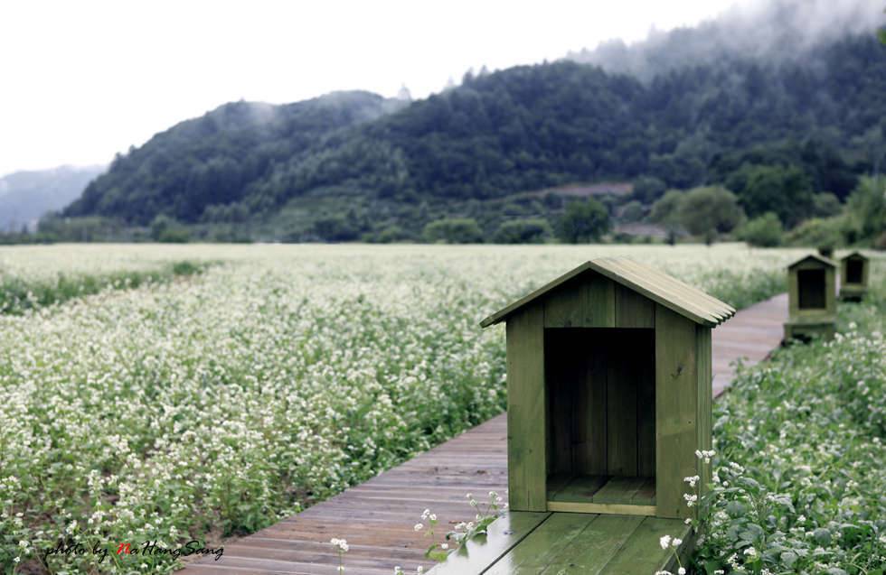 메밀꽃 필 부렵의 풍경봉평 (커뮤니티 - 포토갤러리)
