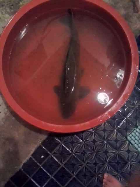 며칠 전 대물향어 잡다 놓친 낚시꾼입니다 (월척지식 - 전통바닥낚시)